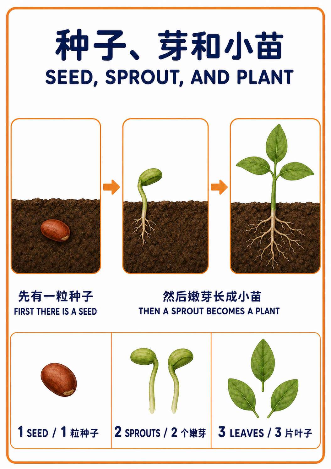 Seed, Sprout, Plant: A Toddler Growth Picture Sequence