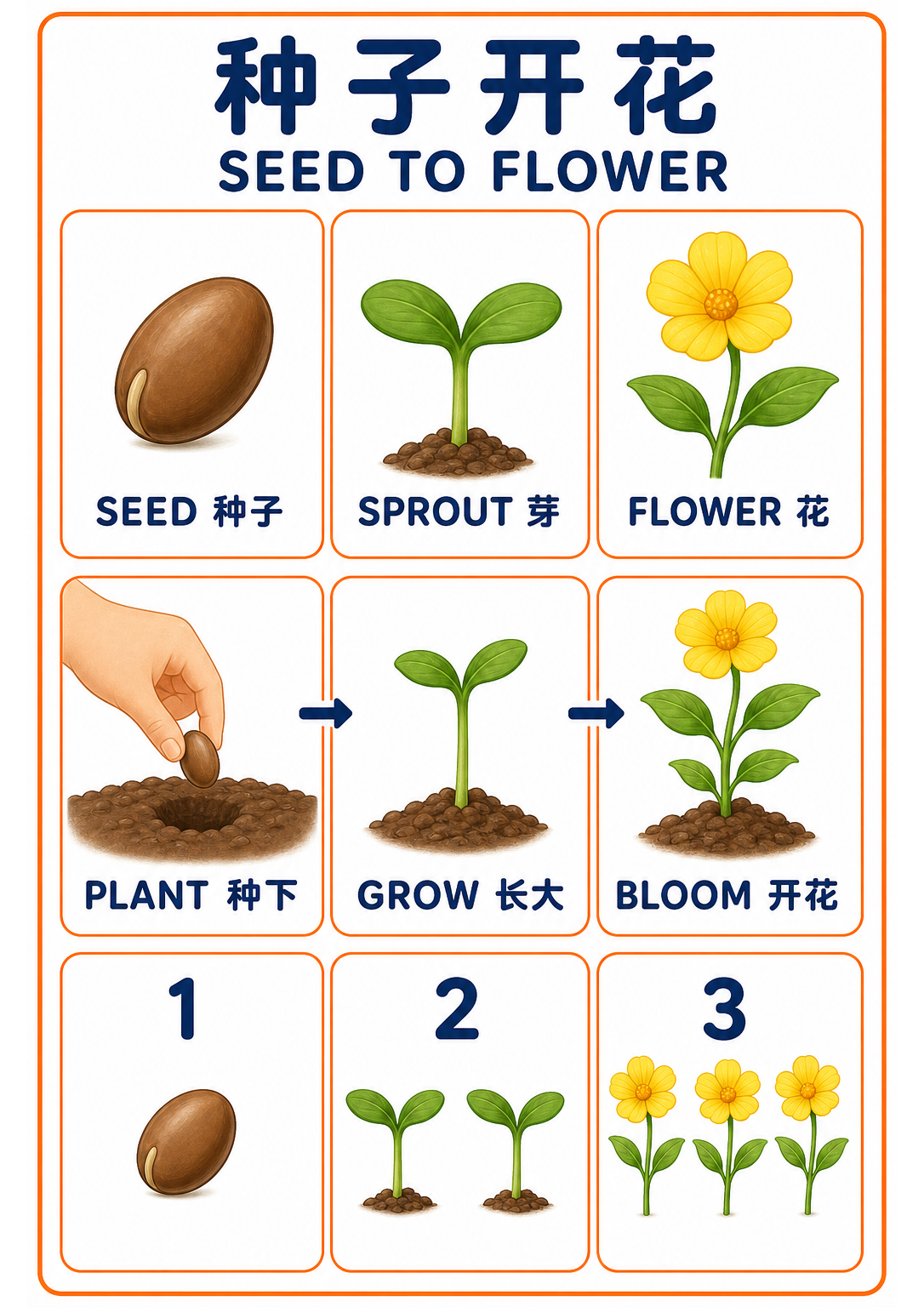 A4 Seed to Flower teaching picture